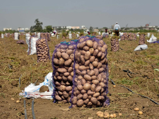 Нехватка мигрантов стала угрозой для производства еды в России