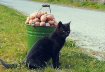 Картошка по 120 рублей за килограмм напугала покупательницу