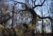 Синоптик назвала два самых теплых дня в Украине до конца января и рассказала, когда ждать похолодания