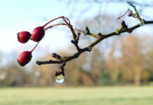 Украине пообещали аномальную температуру: в каких регионах будет особенно тепло