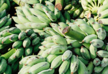 В России появятся бананы собственного производства: будут дороже эквадорских