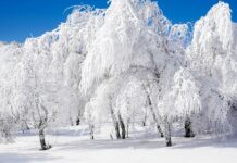 Снежный покров до метра и мороз -15: где в Украине может прийти настоящая зима