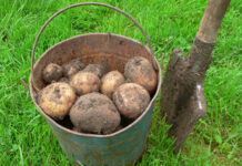 Почему картофель стал «золотым»: разбираем причины резкого подорожания овощей