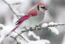 Зима покажет характер: названы сроки возвращения морозов в Украину