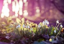 Настоящая зима отменяется: синоптик пообещал раннюю весну в Украине