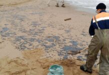 Мазут с затонувших танкеров РФ начал заливать пляжи Севастополя — оккупанты бьют тревогу