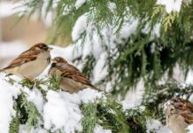 Холод начнет отступать, но не везде: где в Украине задержатся сильные морозы