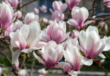 Какой будет погода в Украине весной 2025 года: появился прогноз от синоптика