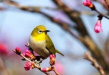 Весенняя переменчивость: чем погода удивит украинцев в ближайшие выходные – прогноз синоптика