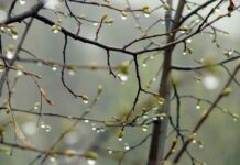 На Украину надвигаются ливни с грозами: синоптик назвал дату начала непогоды