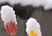 Зима возвращается: в Гидрометцентре рассказали, в каких регионах Украины будут снегопады