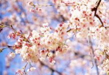 В последние дни апреля Украину подморозит – когда вернется тепло