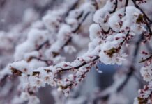 Зима в апреле: в Украину нагрянут снег и заморозки – когда ждать потепления