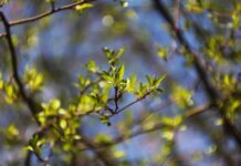 Украину после заморозков ждет новый погодный сюрприз – что обещают синоптики