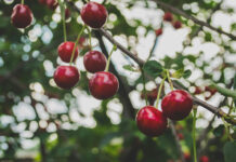 Россия может потерять 40% фруктов из-за заморозков: под ударом абрикосы, персики, черешня