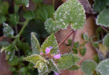 В Украине снова холодает: где завтра ждать заморозков и когда вернется тепло