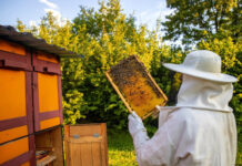 Пчел пересчитают, ульи чипируют: к чему приведут новые требования Россельхознадзора