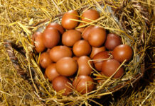Стало яйцо простое, будет — золотое: осенью ожидается новый взлет цен