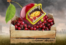 Черешня поставила рекорд подорожания: цена взлетела на 38% за месяц