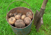 Картофель дешевеет быстрее всего: эксперты поспорили о природе нынешней дефляции