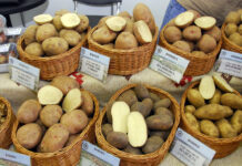 Что будет с ценами на картошку: эксперт дал ответ