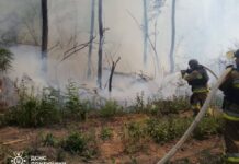 «Ценой жизни лесников»: Донбасс охвачен пожарами после обстрелов РФ, лесничество прекращает работу
