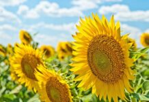 В Украину идет южноевропейская жара: в каких областях температура будет самой высокой