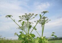 «Лес станет безжизненной пустыней»: ученые объяснили, почему сложно победить растения-захватчики