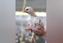 Курица высокого полета: почему фермерские бройлеры оказались вне закона