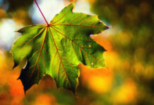 Синоптик успокоила украинцев, ответив на вопрос о заморозках в сентябре