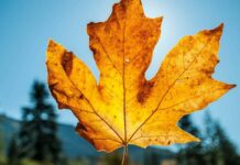 Украину накроет аномальная погода: температура удивит и днем, и ночью