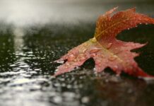 Погода готовит испытание: сильные дожди, ветер и низкие температуры уже в начале недели