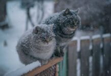 Украину накроет резкое похолодание: синоптик предупредила о первом мокром снеге