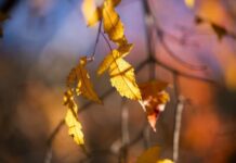 В Украине в начале ноября установится аномальная погода – синоптик рассказал, чего ждать