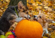 В первый уикенд ноября погода преподнесет украинцам сюрприз: синоптик рассказала об аномалии