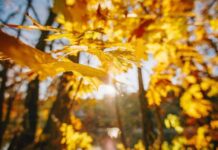 «Бабье лето» с перерывами на похолодание: какой будет погода в последнюю неделю октября