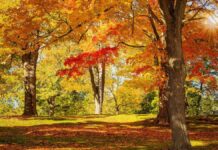 От заморозков до +20 °С: Украине пообещали температурные качели на следующей неделе