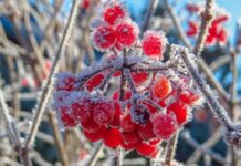 Волна холода накрыла Украину: синоптик рассказала, где ждать «минусы» и когда потеление