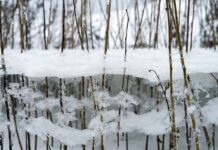 Какой будет зима в Украине: метеоролог оценила вероятность аномальных температур