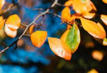 В Украину идет продолжительное «бабье лето»: где температура перевалит за +20 °С