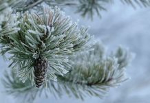 Украину накроют снег и штормовой ветер – каким регионам приготовиться