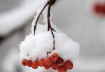 Украину ждет еще одна морозная неделя: в каких областях будет холоднее всего и где пройдет снег