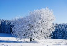 Новая неделя в Украине начнется с суровых морозов, но есть и положительный момент