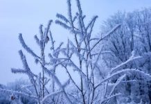 Морозы в Украине в начале февраля: каким областям готовиться к третьему уровню опасности