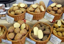 Сколько будет стоить картошка по весне: эксперты дали ответ