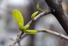 С потеплением, но не без неудобств: какой погодой встретит Украину первый день весны