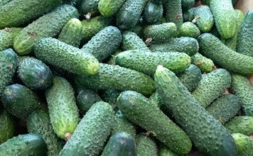 Цены взлетели по самые помидоры: огурцы и томаты остаются лидерами роста на прилавках