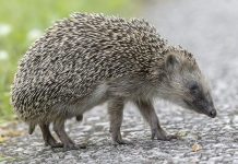 Автомобили могут получить ультразвуковые системы защиты ежей