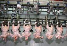 Россия может утратить статус лидера по самой дешевой курятине в странах G20