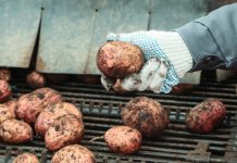 Аграрии предлагают установить минимальную цену на картофель: сколько будет стоить «второй хлеб»